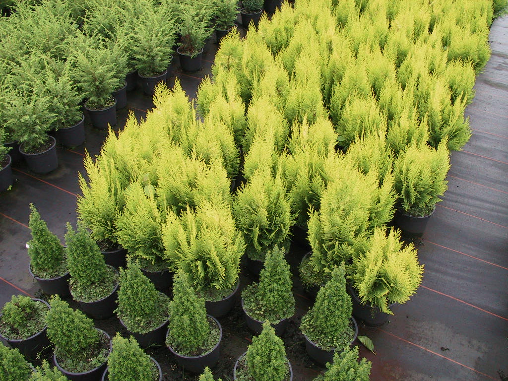 Chamaecyparis lawsoniana Yvonne - Jungpflanzen 3L.jpg